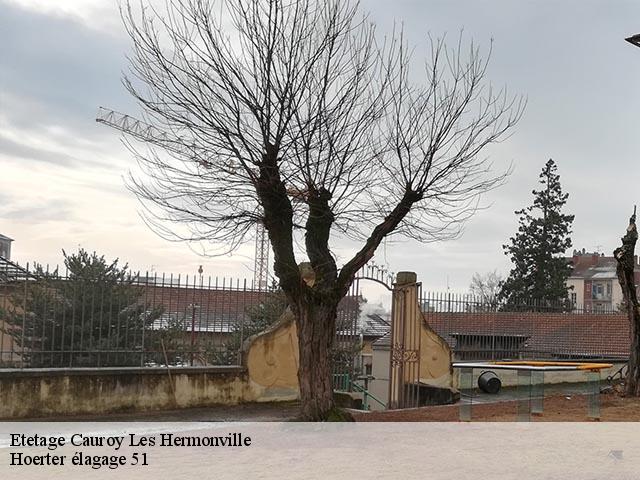 Etetage  cauroy-les-hermonville-51220 Hoerter élagage 51