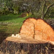 Abattage d'arbres 51 Marne